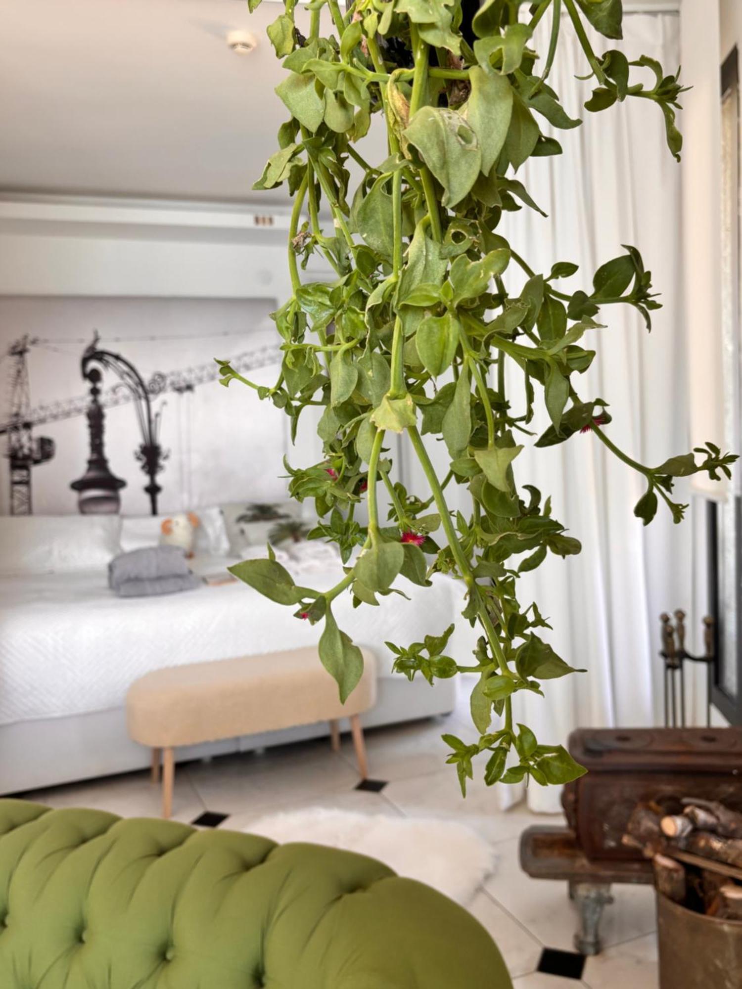 Sato Design (adults Only) Cesme
